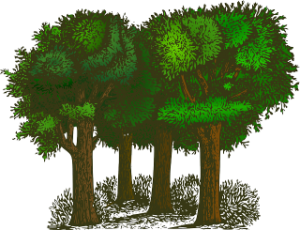 ToJ_wald ToJ_wald