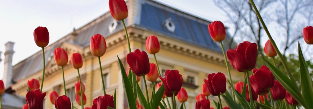 flower-3353318_1280